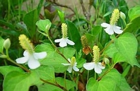 怎么除痘既安全又有效