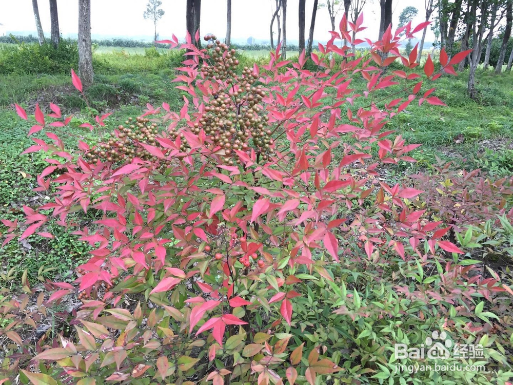 如何使图片的红色更艳丽