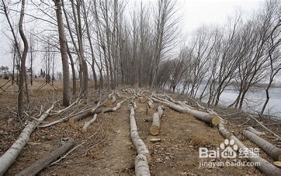 哪些地方可以采到野生平菇