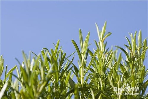 养殖迷迭香的注意事项