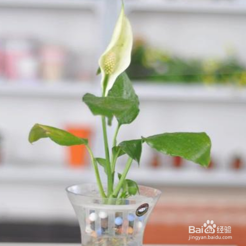 白掌的花开了多少年?