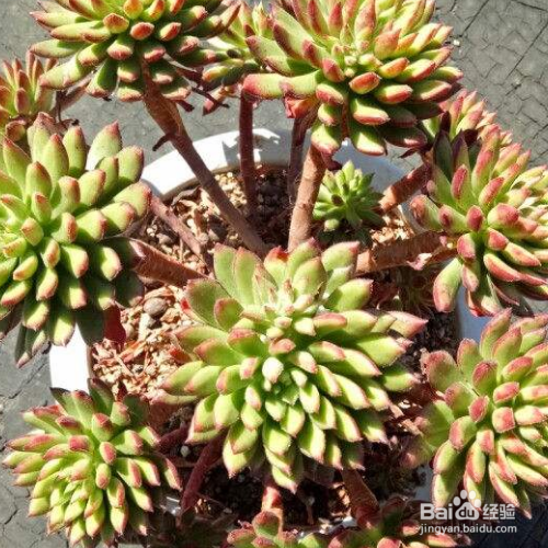 醉美人的养殖方法和注意事项