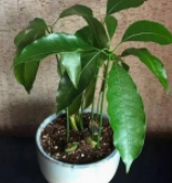 怎样在家种植芒果盆栽