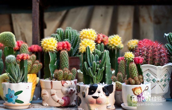 室内防辐射植物大全