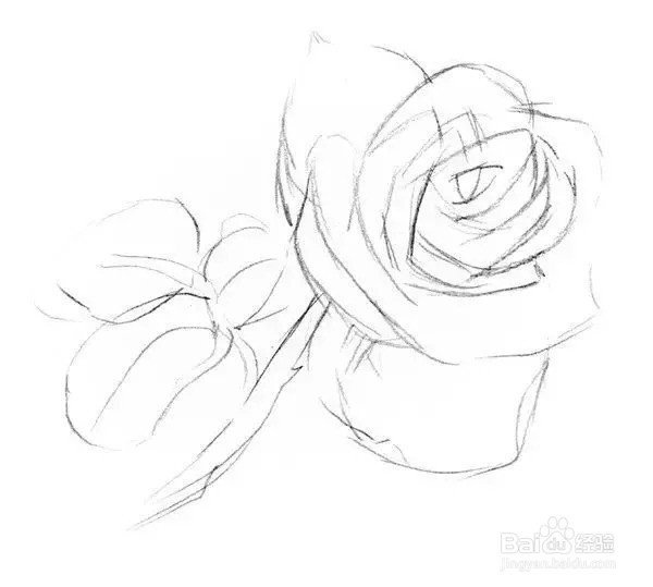 素描教程:一枝白玫瑰绘画技法