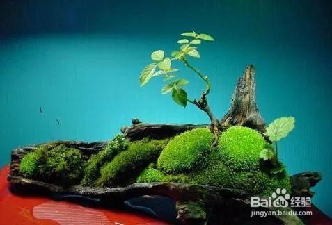 北方苔藓怎么养