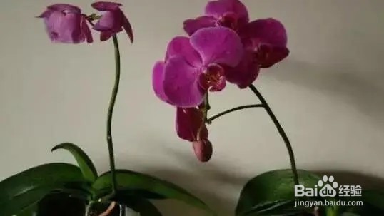 养蝴蝶兰的注意事项