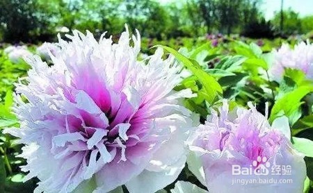 武汉哪里可以赏花适合学生党!