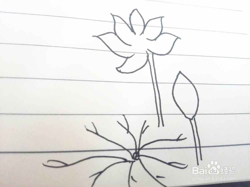 简笔画之荷花经验分享