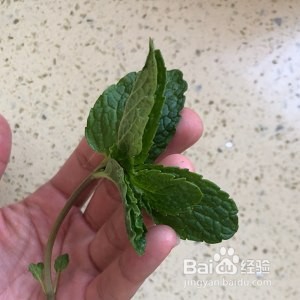 教你怎么做罗勒风味牛肝菌炒饭（宝宝版）