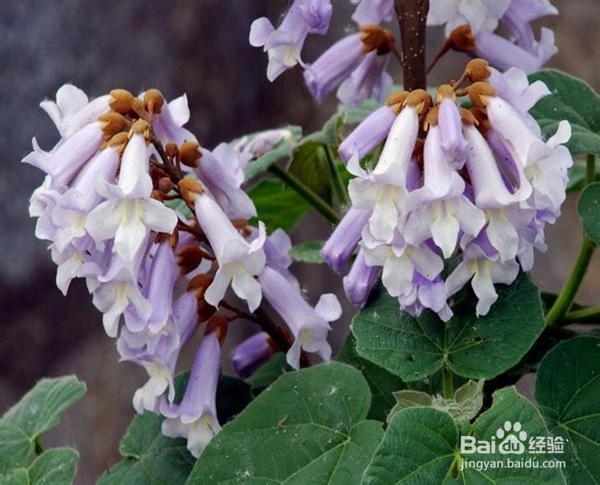 怎么彻底祛痘,去痘印最有效的方法