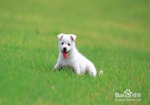 狗狗有泪痕怎么解决