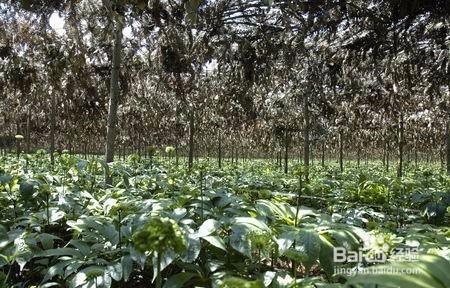 田七的功效与作用,不知道的点击查看