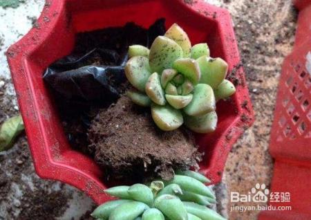 花盆在秋天要这样换,来年保准叶子更绿花儿更艳!