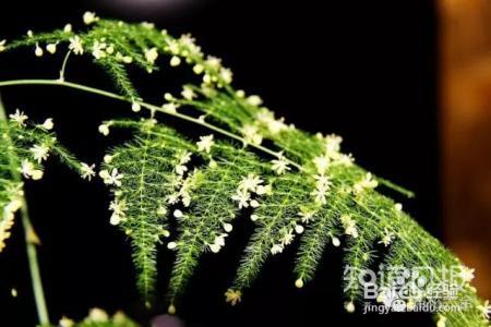 铁树开花难有些花100年开1次才是真绝色