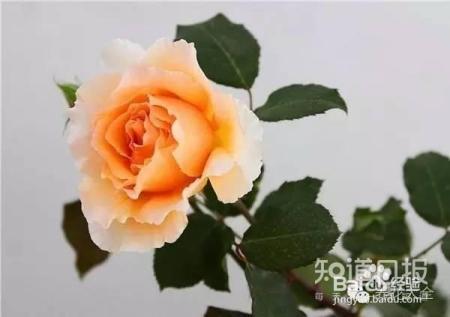 人民币上的花，你家都养了吗