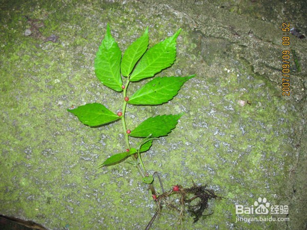 鸡血草的功效与作用及食用方法