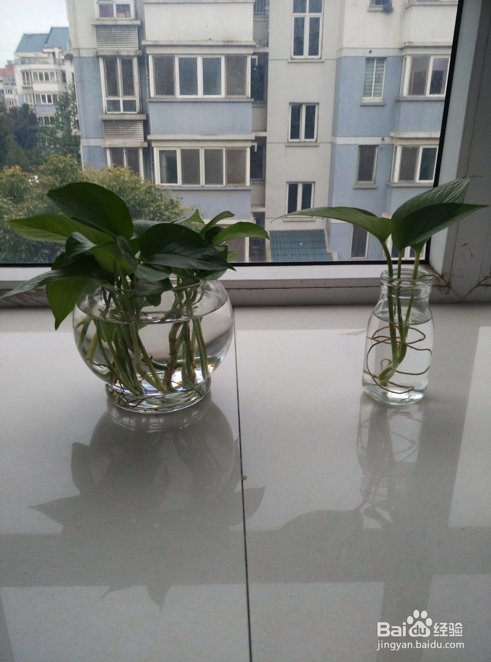 怎么提高办公室绿萝的成活率?