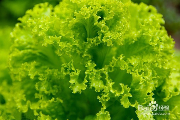 过量吃生菜有害