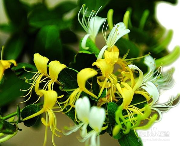 内科疾病的小偏方：[3]感冒特效理疗小偏方