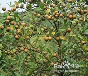 山茶油有什么作用和功效