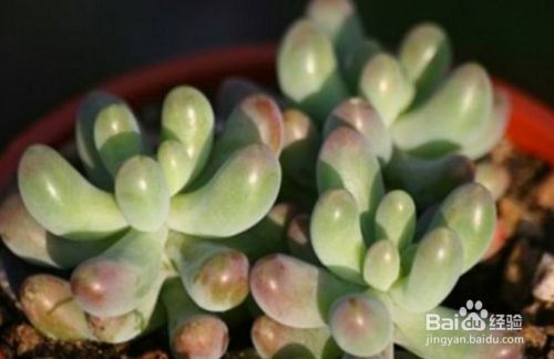 多肉植物乙女心如何养护 百度经验 多肉植物乙女心如何养护 百度经验