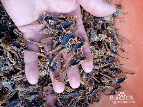 优质全蝎的标准有哪些?