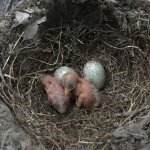 刚破壳的幼鸟怎么养