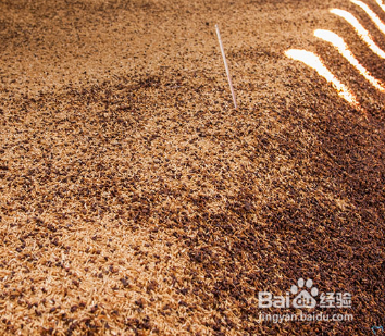 地下室如何种菇