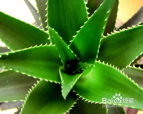 脸部毛孔大怎么办