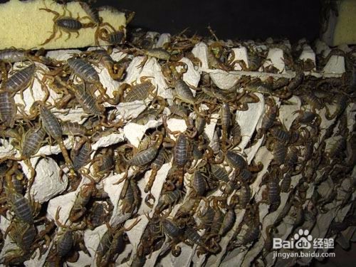 滑县蝎子养殖的方法涉及到环境选种繁育等方面