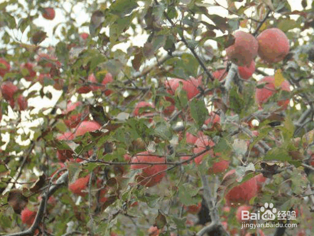 八月份苹果树常见病虫害防治