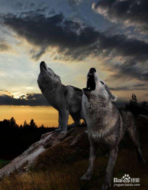 狼群是如何交流的
