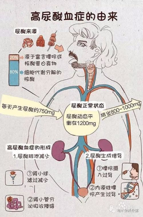 痛风和尿酸偏高的人 哪些能吃哪些不能吃 百度经验