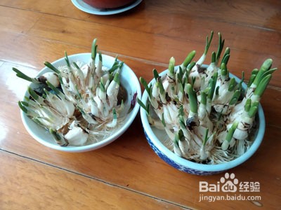 如何雕刻水仙花