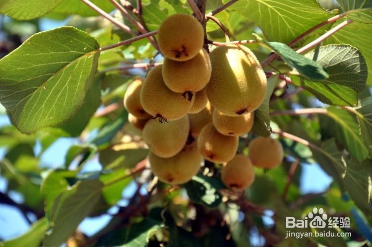 这些都是好养易活的水果盆栽