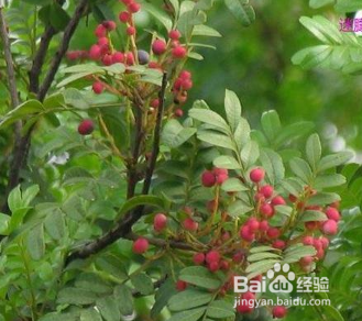 清香木和花椒木怎么区分