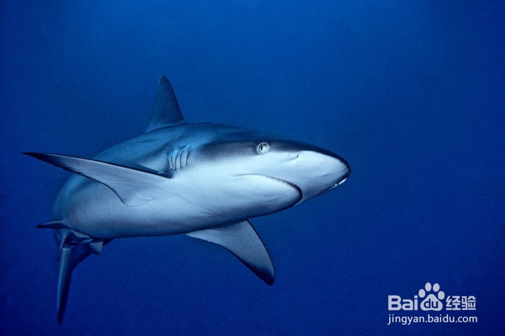 恐龙时代有鲨鱼吗?