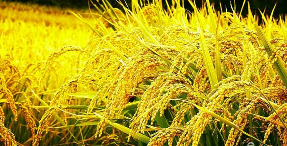 高粱涨红了脸。照样子写稻子……