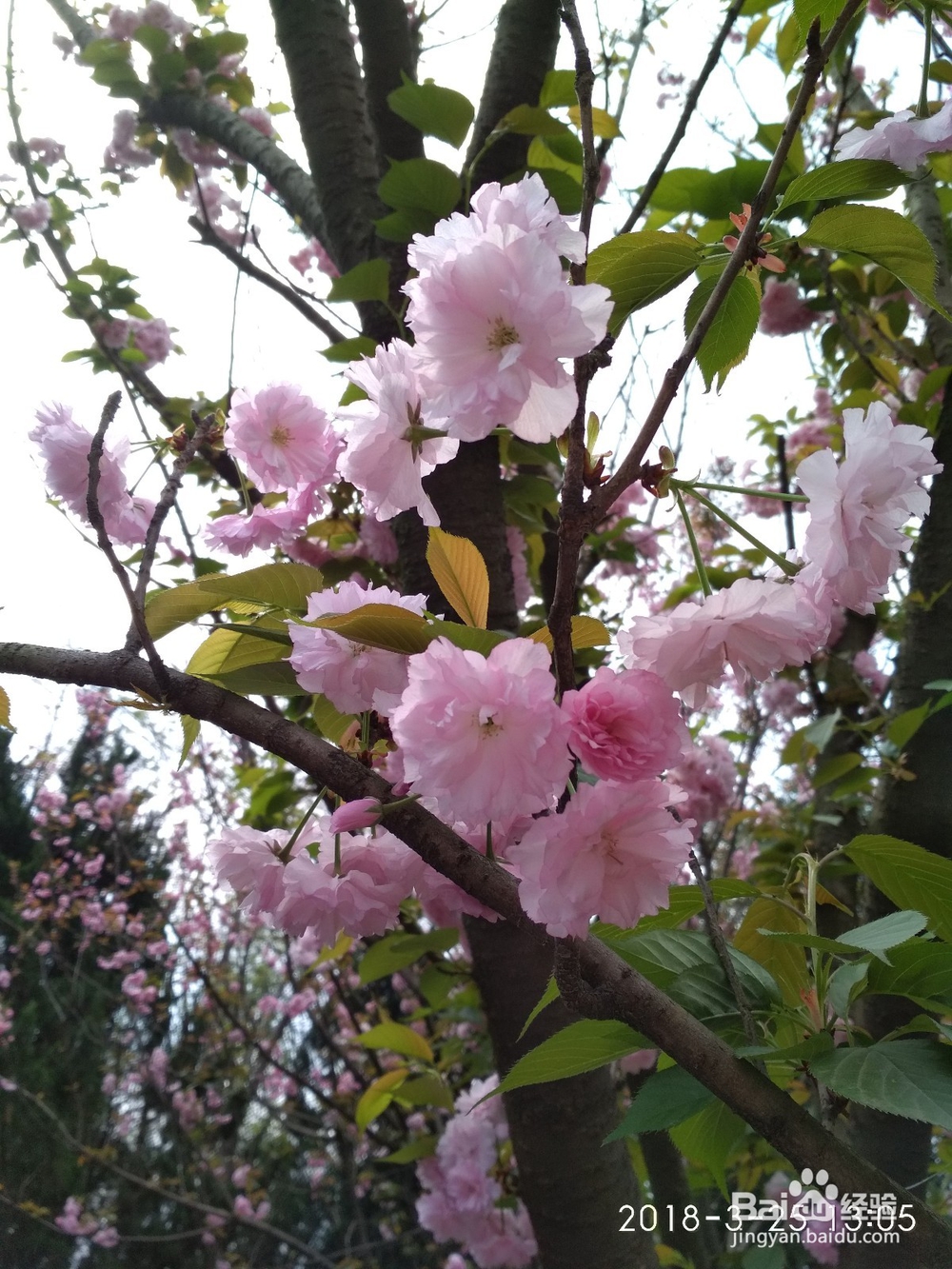 樱桃花与樱花不一样的呢