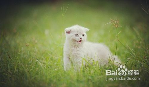 英国短毛猫产生要如何护理