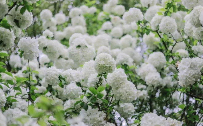 琼花和木绣球的区别