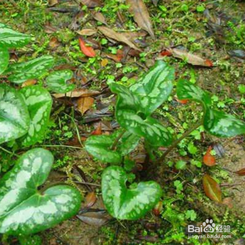 杜衡的养殖方法及病虫预防