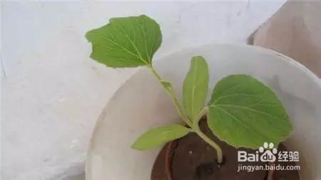把玩小葫芦怎么种植