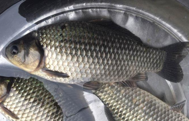 鲫鱼是热性还是凉性