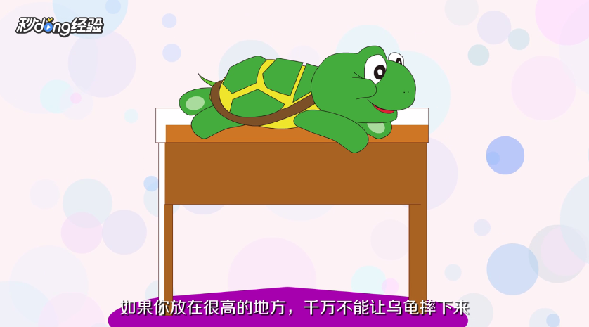 乌龟怎么养才不会死掉