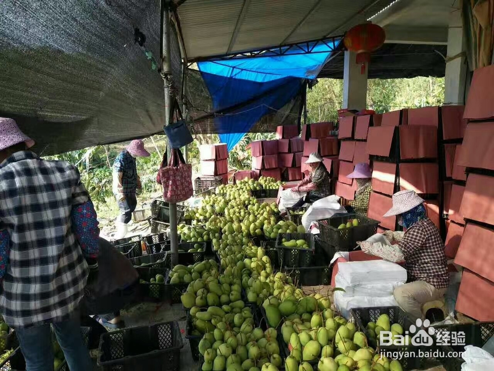芒果烘干机芒果片烘干机使用技巧