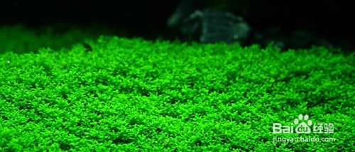 水草种类及图解 百度经验
