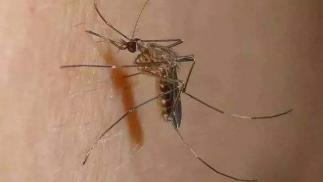 蚊子叮咬你的左手,你用右手将其打死如何描述该途径跟神经传导有关的详细通路