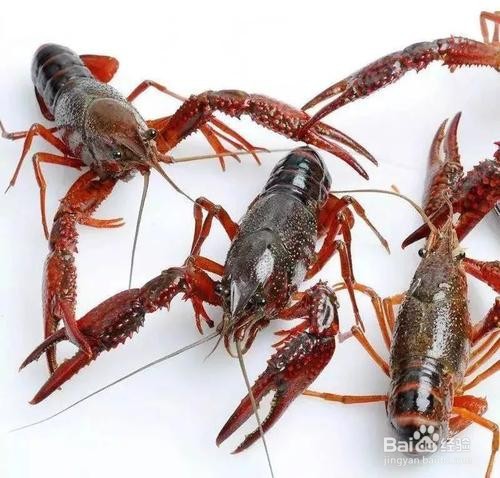 小龙虾如何选择？如何放养？
